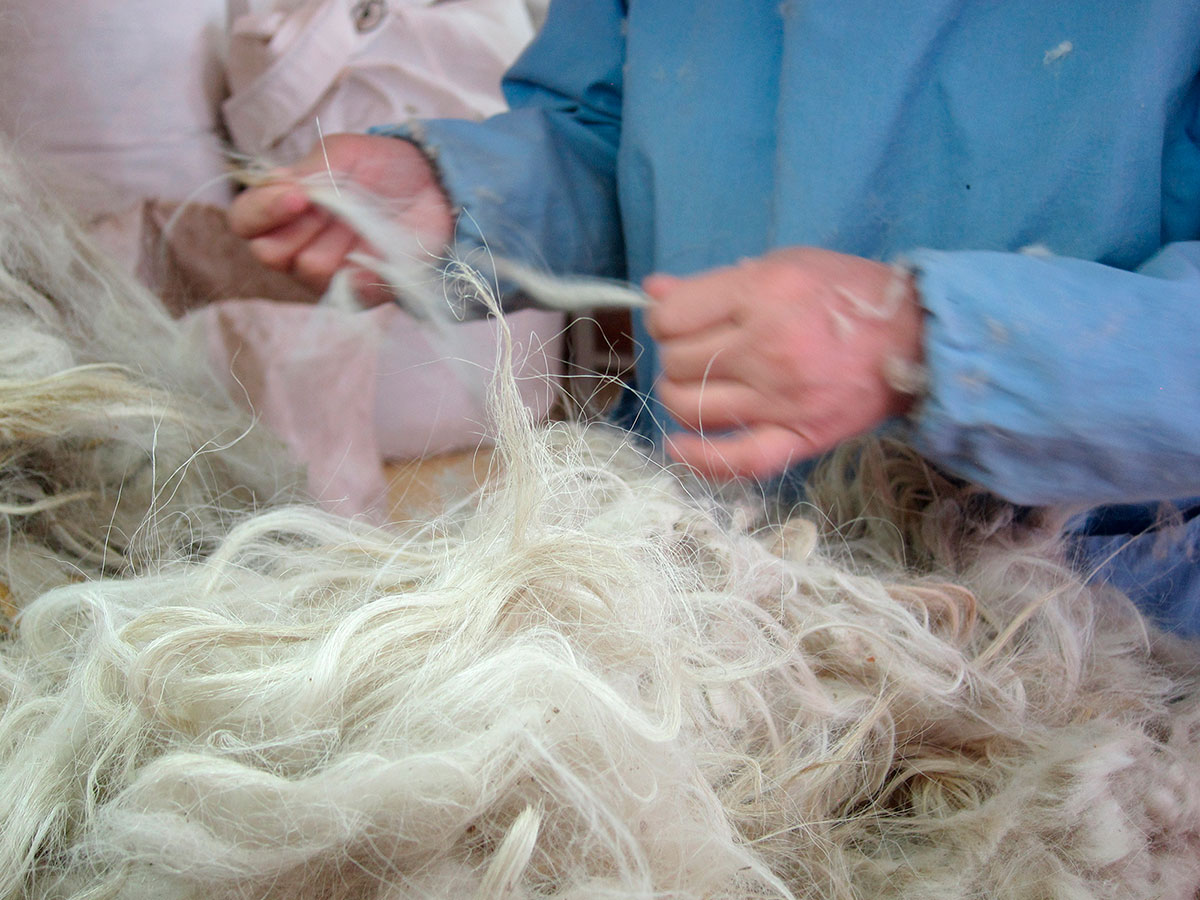 After the fibers are collected each spring, they have to be sorted and washed to eliminate any coarse “guard” hairs.