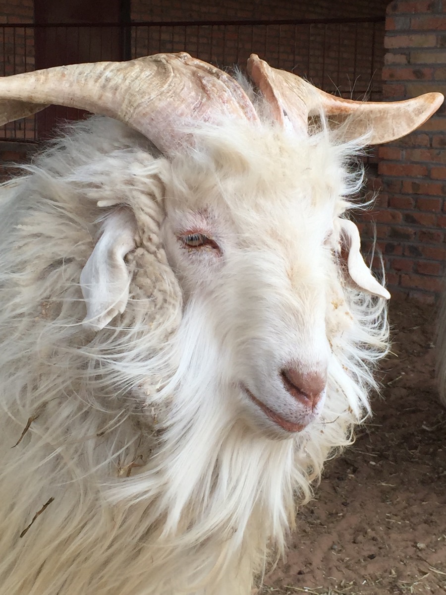 Cashmere Goat, Inner Mongolia (Photo by Paychi Guh)