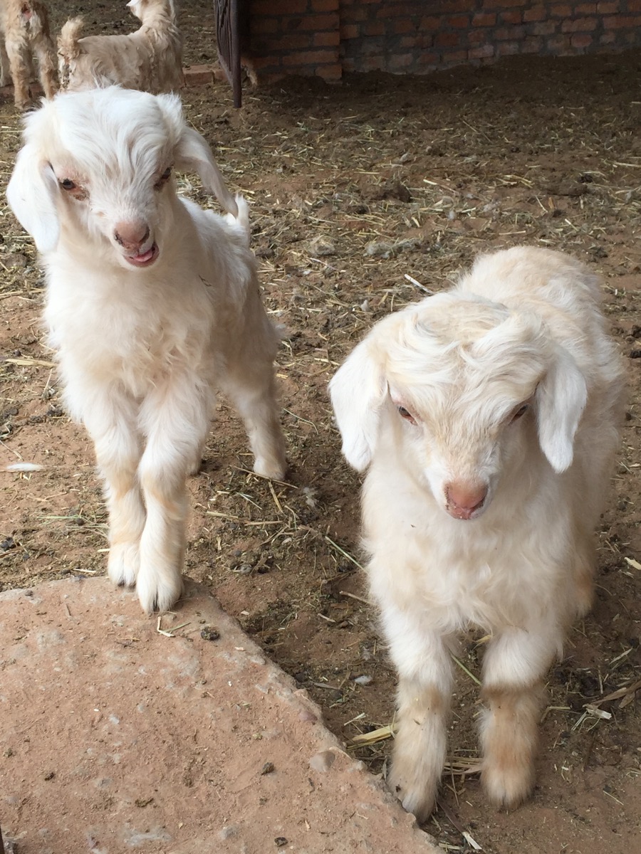 This is where cashmere comes from